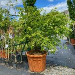 Bršlen krídlatý (Euonymus Alatus) - výška 230-250 cm, kont. C70L - VIACKMENNÝ